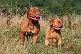 DOGUE DE BORDEAUX 473